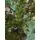 Christmas Tree Green 210 CM  PE - საახალწლო ნაძვის ხე, 100% სილიკონი, 4 image