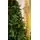 Christmas Tree  210 CM With Pine Cones And Berries PE + PVC ნაძვის ხე შერეული სილიკონის წიწვებით, გირჩით და კენკრით, 14 image
