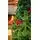 Christmas Tree 240 CM With Pine Cones And Berries - საახალწლო ნაძვის ხე გირჩით და კენკრით, 5 image