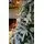 Christmas Tree 210 CM PE+PVC Snow-Covered - დათოვლილი ნაძვის ხე შერეული სილიკონის წიწვებით, 5 image