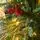 Christmas Tree 210 CM With Lights White Tips, Pine Cones And Berries PE+PVC - ნაძვის ხე განათებით შერეული სილიკონის წიწვებით, თეთრი ბოლოებით, გირჩით და კენკრით, 9 image