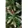 Christmas Tree 240 CM With Snow-Covered Branches, Pine Cones And Berries - ნაძვის ხე დათოვლილი ბოლოებით, გირჩით და კენკრით, 5 image