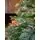 Christmas Tree 180 CM With Simulated Stump Pot PE - ნაძვის ხე ხის მორის ვიზუალის ქოთნით, 100% სილიკონი, 3 image