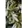 Christmas Tree 210 CM PE+PVC Snow-Covered - დათოვლილი ნაძვის ხე შერეული სილიკონის წიწვებით, 9 image