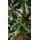 Christmas Tree 240 CM With Snow-Covered Branches, Pine Cones And Berries - ნაძვის ხე დათოვლილი ბოლოებით, გირჩით და კენკრით, 6 image