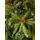 Christmas Tree  240 CM With Pine Cones And Berries PE + PVC - ნაძვის ხე შერეული სილიკონის წიწვებით, გირჩით და კენკრით, 12 image