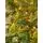 Christmas Tree  210 CM With Lights PE+PVC - ნაძვის ხე შერეული სილიკონის წიწვებით და განათებით, 9 image
