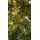 Christmas Tree 200 CM With Lights - ნაძვის ხე განათებით, 7 image