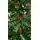 Christmas Tree 180 CM With Pine Cones And Berries - საახალწლო ნაძვის ხე გირჩით და კენკრით, 7 image