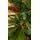 Christmas Tree  210 CM With Pine Cones And Berries PE + PVC ნაძვის ხე შერეული სილიკონის წიწვებით, გირჩით და კენკრით, 11 image