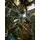 Christmas Tree 180 CM PE + PVC Snow-Covered - ნაძვის ხე, დათოვლილი, შერეული სილიკონის წიწვებით, 8 image