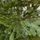 Christmas Tree Green 180 CM PE  - საახალწლო ნაძვის ხე, 100% სილიკონი, 7 image