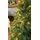 Christmas Tree With Lights 210 CM PE + PVC - ნაძვის ხე შერეული სილიკონის წიწვებით და განათებით, 4 image