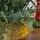 Christmas Tree Green 180 CM PE  - საახალწლო ნაძვის ხე, 100% სილიკონი, 8 image