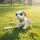 Cute Friends & Smart Dog -  სათამაშო რობოტი ძაღლი, 2 image