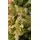 Christmas Tree PE + PVC 240 CM Light Green - საახალწლო ნაძვის ხე შერეული სილიკონის წიწვებით, 4 image