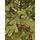 Viennese Christmas Tree Green PE 210 CM საახალწლო ნაძვის ხე 100% სილიკონი, 4 image