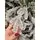 Snow-Covered Christmas Tree PE+PVC 300 CM - დათოვლილი ნაძვის ხე შერეული სილიკონის წიწვებით, 7 image
