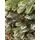Diamond Christmas Tree PVC+PE 220 CM - საახალწლო ნაძვის ხე შერეული სილიკონის წიწვებით, 3 image