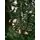 Christmas Tree საახალწლო ნაძვის ხე 270 სმ, 4 image