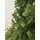 Holandiia Christmas Tree With Olive Tips PE 230 CM საახალწლო ნაძვის ხე, 100% სილიკონი, 2 image