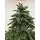 Alaska Christmas Tree Green PE 250 CM ნაძვის ხე, 100% სილიკონი, 7 image