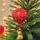 Air Balloon Hanging Decoration - ნაძვის ხის სათამაშო