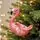 Flamingo Hanging Decoration - ნაძვის ხის სათამაშო