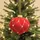 Christmas bauble Hanging Decoration - ნაძვის ხის სათამაშო