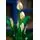 Lego Botanicals 11504 Peace Lily, 13 image