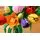 Lego Botanicals 11501 Tulip Bouquet, 11 image