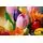 Lego Botanicals 11501 Tulip Bouquet, 10 image