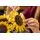 Lego Botanical 11502 Sunflower Bouquet, 13 image