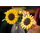 Lego Botanical 11502 Sunflower Bouquet, 9 image