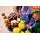Lego Botanicals 11505 Woodland Mushrooms, 10 image