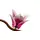 Lego Botanicals 11510 Magnolia Branches, 14 image