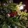 Christmas Tree With Mixed Silicone Needle, Pine Cones And Berries PE+PVC 210 CM - ნაძვის ხე შერეული სილიკონის წიწვებით, გირჩით და კენკრით, 4 image