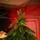 Christmas Tree PE 270 CM Green  - ნაძვის ხე 100% სილიკონი, 7 image