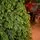 Christmas Tree PE 270 CM Green  - ნაძვის ხე 100% სილიკონი, 5 image