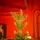 Christmas Tree With Mixed Silicone Needle PE +PVC 210 CM - ნაძვის ხე  შერეული სილიკონის წიწვებით, 10 image