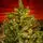 Christmas Tree With Lights PVC 210 CM  - ნაძვის ხე განათებით, 3 image
