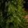 Evergreen Glow Christmas Tree PE 180 CM Light Green - საახალწლო ნაძვის ხე 100 % სილიკონი, 5 image