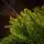 Evergreen Glow Christmas Tree PE 180 CM Light Green - საახალწლო ნაძვის ხე 100 % სილიკონი, 7 image