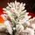 Snow-Covered Christmas Tree With Mixed Silicone Needle PE+PVC 210 CM - დათოვლილი ნაძვის ხე შერეული სილიკონის წიწვებით, 7 image