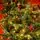 Christmas Tree With Mixed Silicone Needles, Lights, Pine Cones And Berries PE+PVC 210 CM  - ნაძვის ხე შერეული სილიკონის წიწვებით განათებით,გირჩით და კენკრით, 7 image