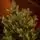 Christmas Tree PE+PVC 210 CM Green - ნაძვის ხე შერეული სილიკონის წიწვებით, 7 image
