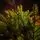 Evergreen Glow Christmas Tree PE 180 CM Light Green - საახალწლო ნაძვის ხე 100 % სილიკონი, 6 image