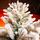 Snow-Covered Christmas Tree With Mixed Silicone Needle PE+PVC 210 CM - დათოვლილი ნაძვის ხე შერეული სილიკონის წიწვებით, 7 image