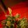 Christmas Tree With Mixed Silicone Needles, Lights, Pine Cones And Berries PE+PVC 210 CM  - ნაძვის ხე შერეული სილიკონის წიწვებით განათებით,გირჩით და კენკრით, 8 image