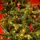 Christmas Tree With Mixed Silicone Needles, Lights, Pine Cones And Berries PE+PVC 210 CM  - ნაძვის ხე შერეული სილიკონის წიწვებით განათებით,გირჩით და კენკრით, 7 image